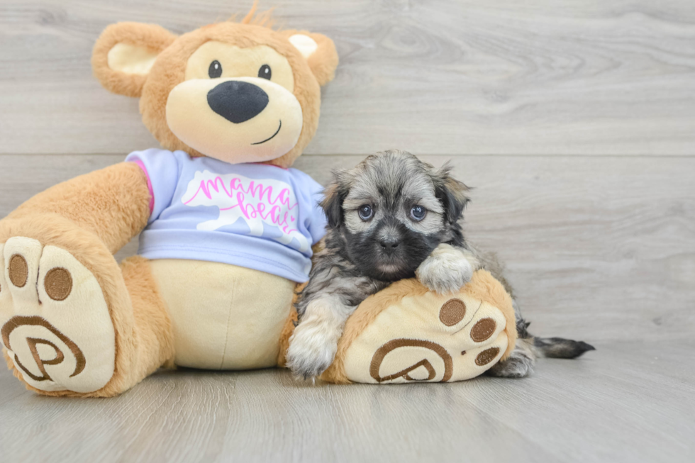 Best Teddy Bear Baby