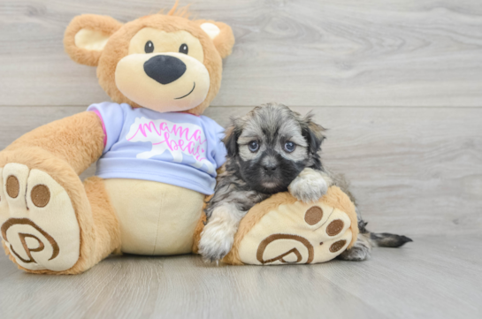 Best Teddy Bear Baby