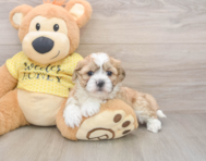 5 week old Teddy Bear Puppy For Sale - Pilesgrove Pups