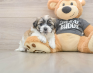8 week old Teddy Bear Puppy For Sale - Pilesgrove Pups
