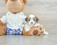 6 week old Teddy Bear Puppy For Sale - Pilesgrove Pups