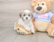 7 week old Teddy Bear Puppy For Sale - Pilesgrove Pups