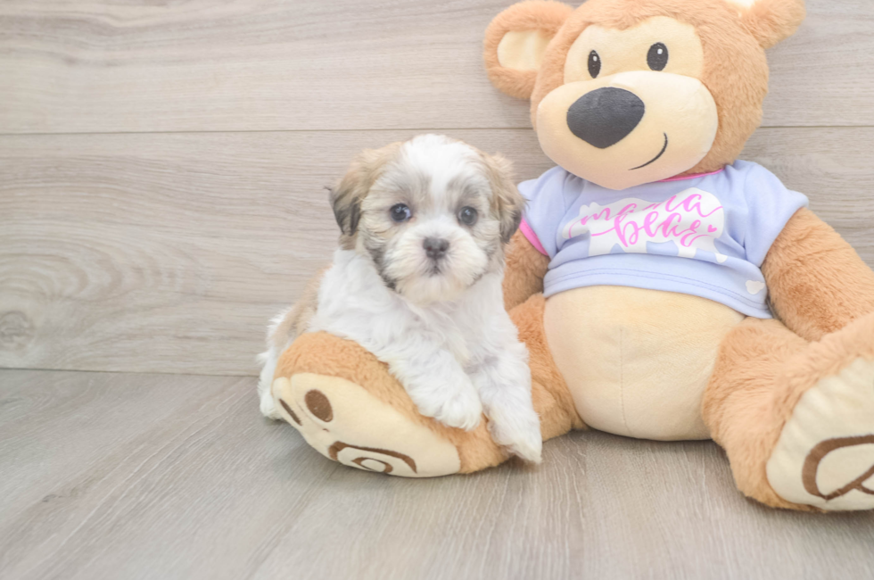 6 week old Teddy Bear Puppy For Sale - Pilesgrove Pups