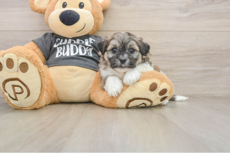 Energetic Shitzu Designer Puppy