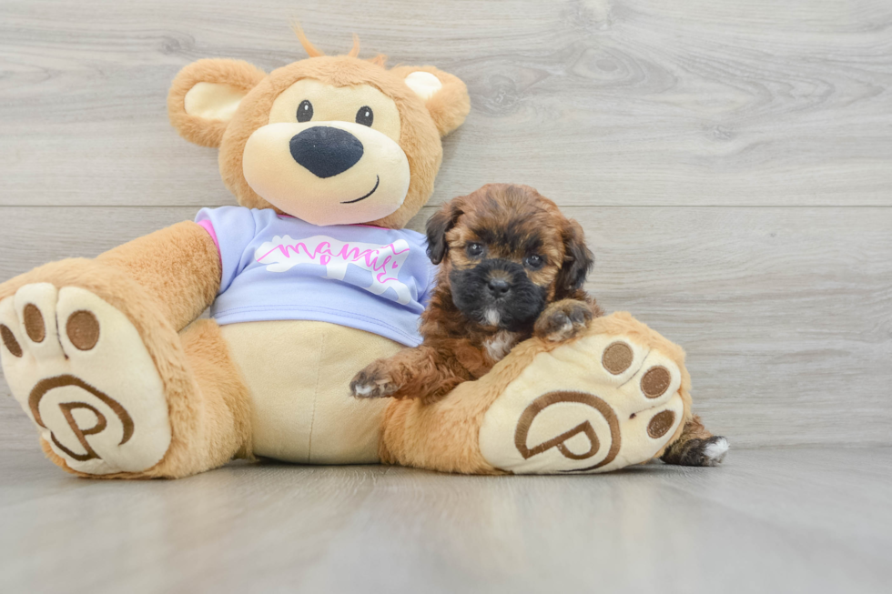 Smart Teddy Bear Designer Pup