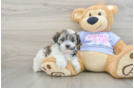 Friendly Teddy Bear Baby