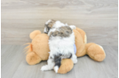 Teddy Bear Puppy for Adoption