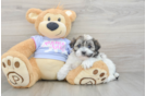 Little Shit Designer Puppy