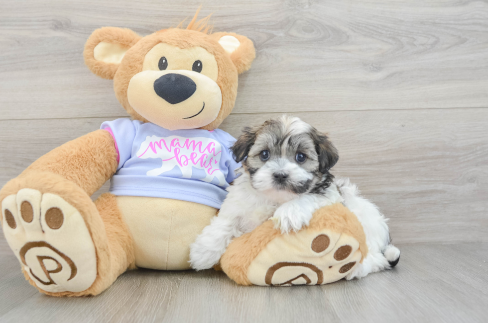 6 week old Teddy Bear Puppy For Sale - Pilesgrove Pups