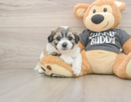 8 week old Teddy Bear Puppy For Sale - Pilesgrove Pups