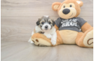 Sweet Teddy Bear Baby