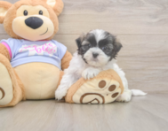 7 week old Teddy Bear Puppy For Sale - Pilesgrove Pups
