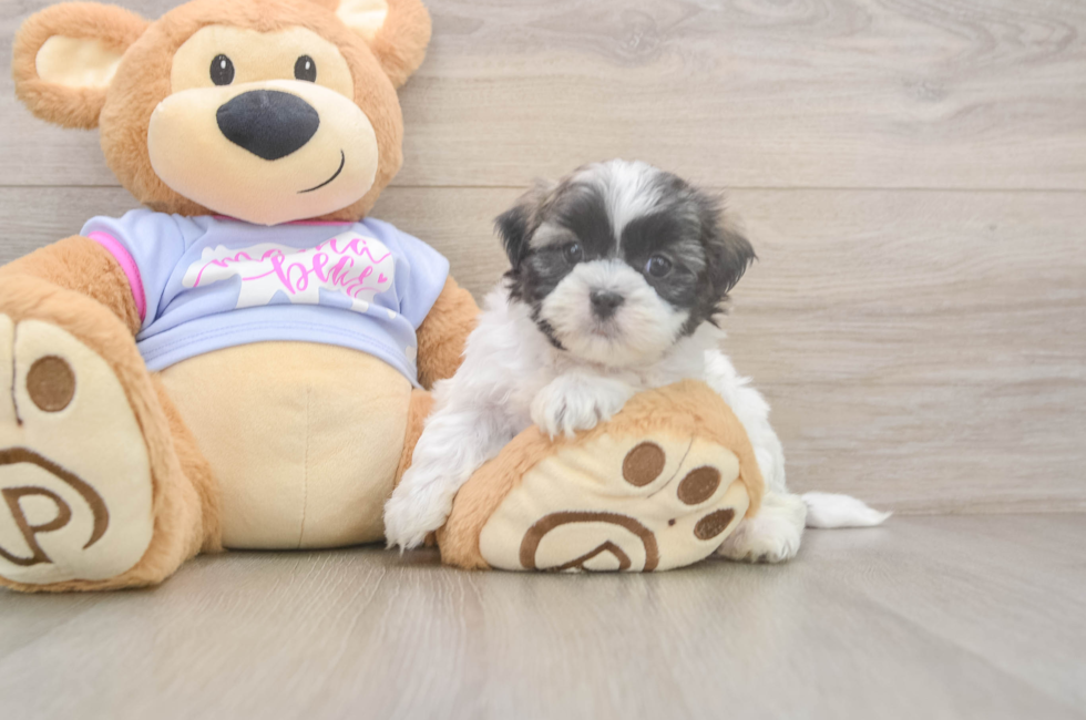 6 week old Teddy Bear Puppy For Sale - Pilesgrove Pups