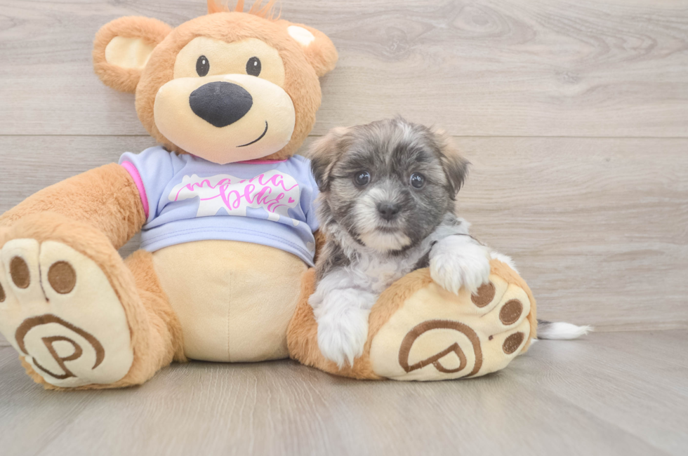 6 week old Teddy Bear Puppy For Sale - Pilesgrove Pups
