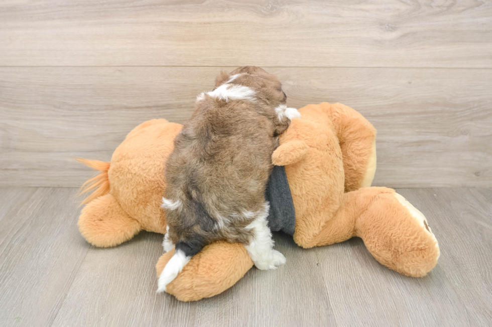 Teddy Bear Puppy for Adoption