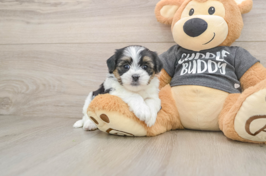 Sweet Teddy Bear Baby