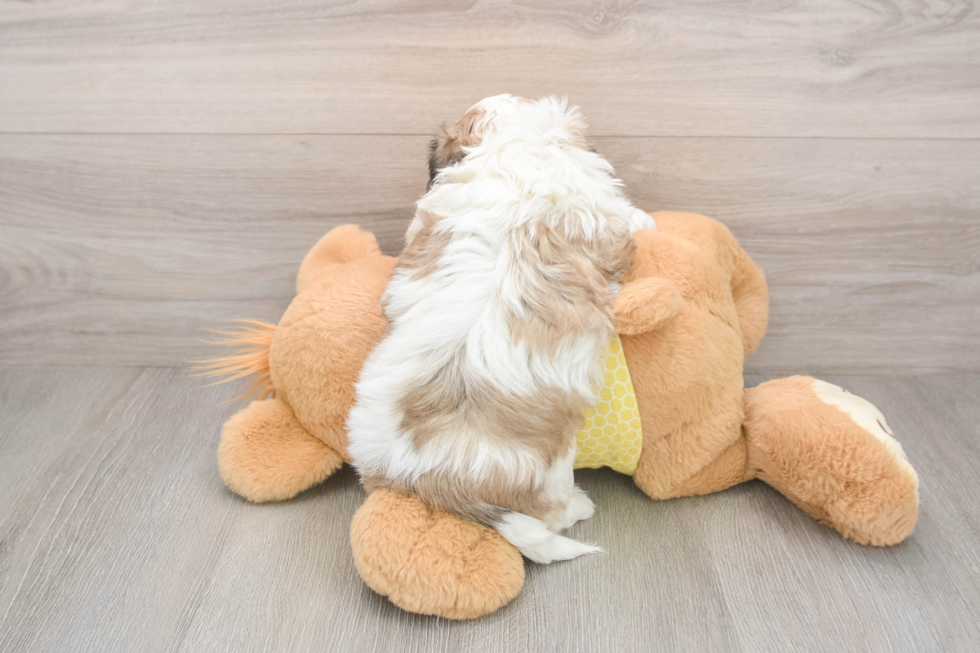 Little Shitzu Designer Puppy
