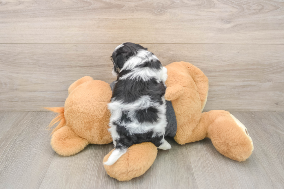 Teddy Bear Puppy for Adoption