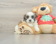 6 week old Teddy Bear Puppy For Sale - Pilesgrove Pups