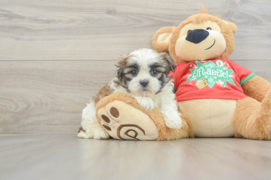 Teddy Bear Puppy for Adoption