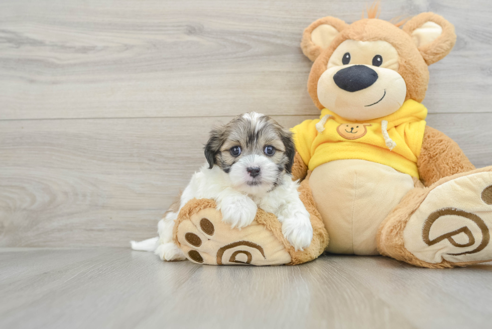 Teddy Bear Puppy for Adoption