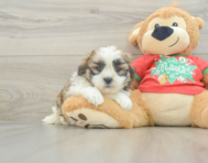 6 week old Teddy Bear Puppy For Sale - Pilesgrove Pups