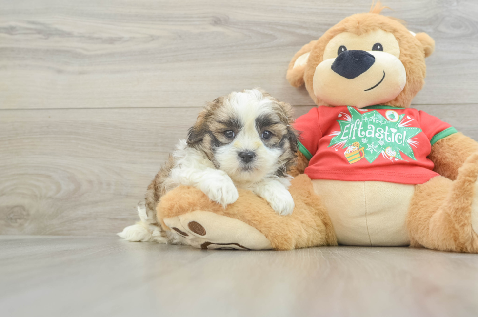 6 week old Teddy Bear Puppy For Sale - Pilesgrove Pups