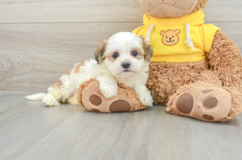 6 week old Teddy Bear Puppy For Sale - Pilesgrove Pups