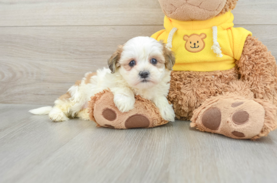 Teddy Bear Puppy for Adoption