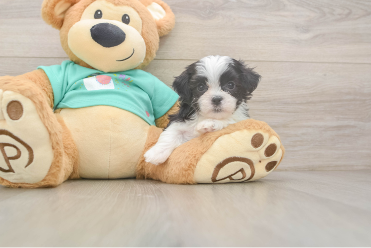 Energetic Shi Chon Designer Puppy