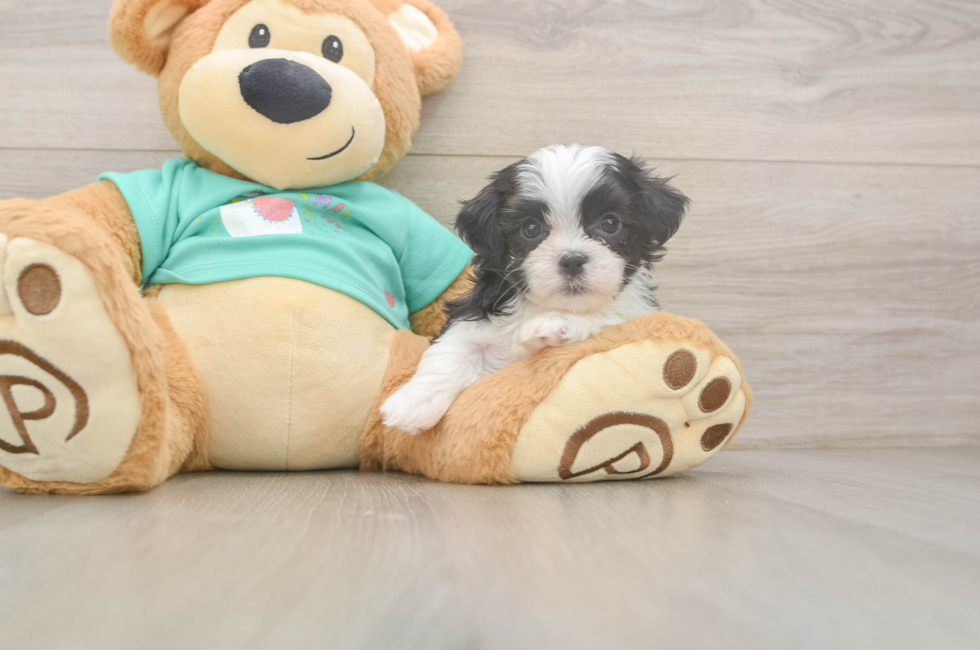 5 week old Teddy Bear Puppy For Sale - Pilesgrove Pups