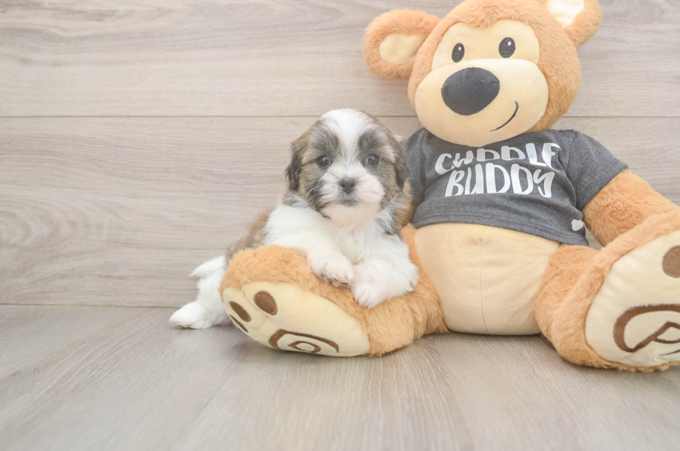 6 week old Teddy Bear Puppy For Sale - Pilesgrove Pups