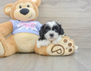 6 week old Teddy Bear Puppy For Sale - Pilesgrove Pups