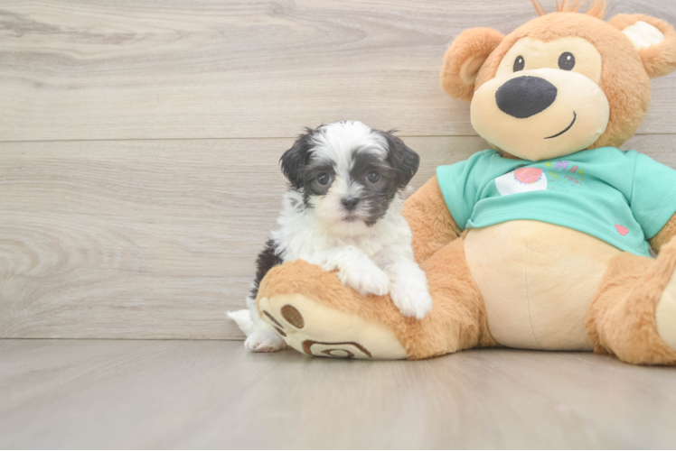 Teddy Bear Puppy for Adoption