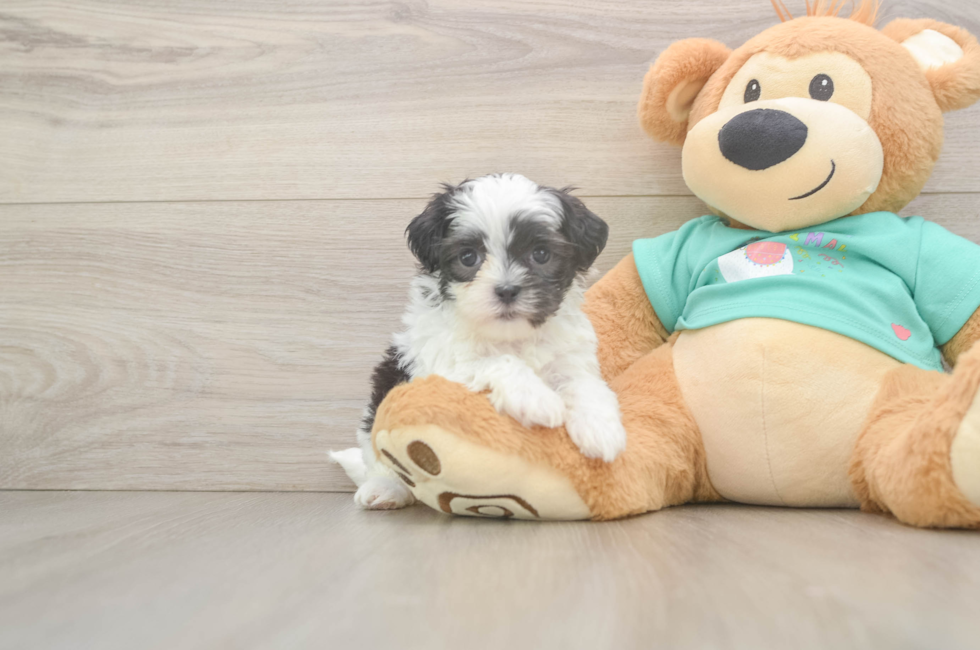 5 week old Teddy Bear Puppy For Sale - Pilesgrove Pups