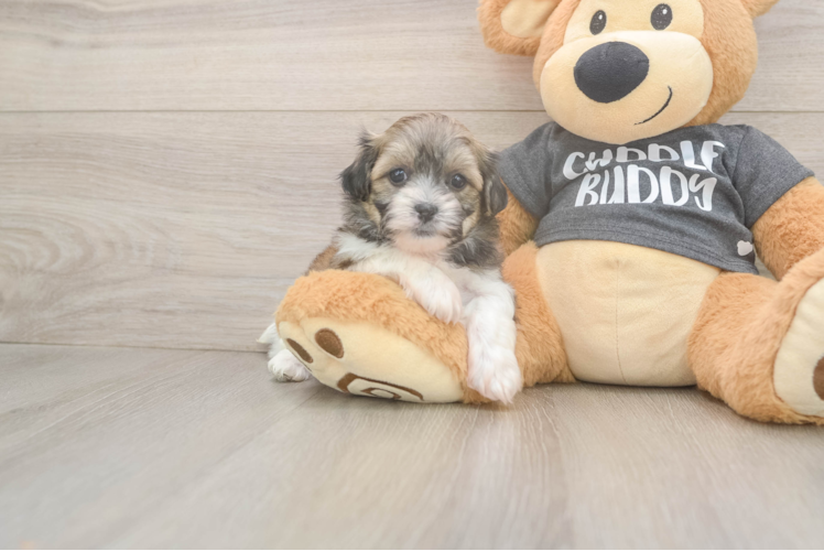 Teddy Bear Pup Being Cute