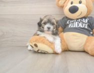 8 week old Teddy Bear Puppy For Sale - Pilesgrove Pups