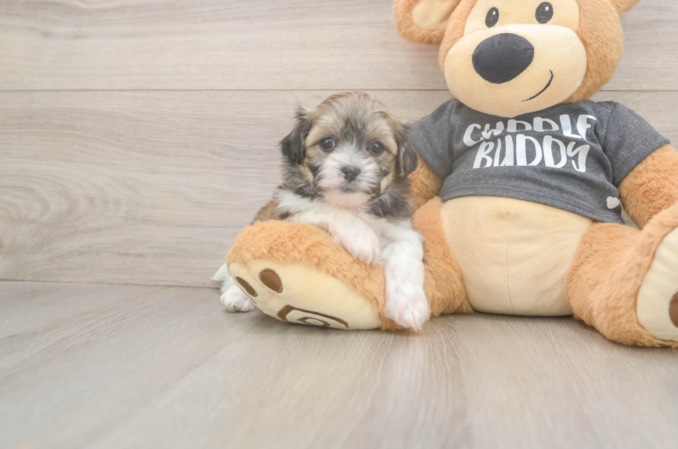 6 week old Teddy Bear Puppy For Sale - Pilesgrove Pups