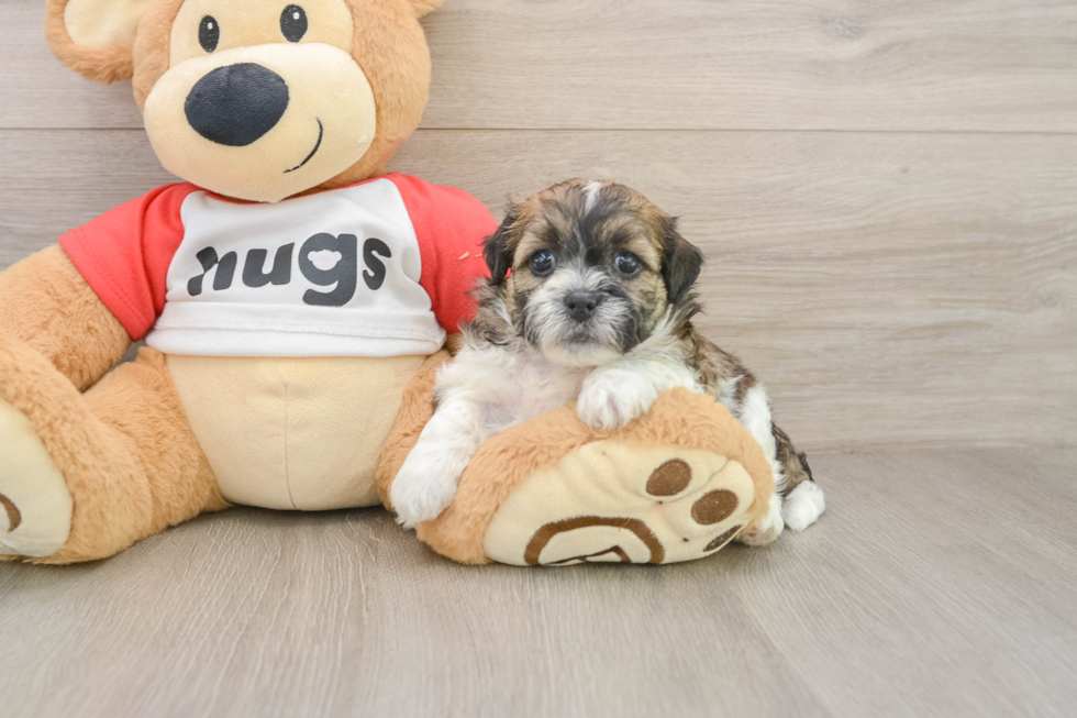 Teddy Bear Pup Being Cute