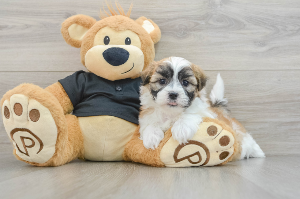 5 week old Teddy Bear Puppy For Sale - Pilesgrove Pups