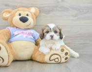 5 week old Teddy Bear Puppy For Sale - Pilesgrove Pups