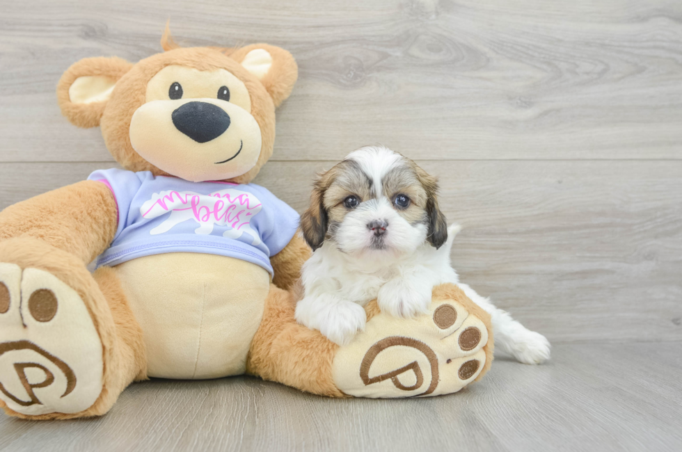 6 week old Teddy Bear Puppy For Sale - Pilesgrove Pups