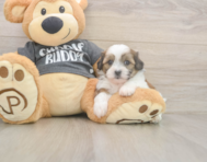 7 week old Teddy Bear Puppy For Sale - Pilesgrove Pups