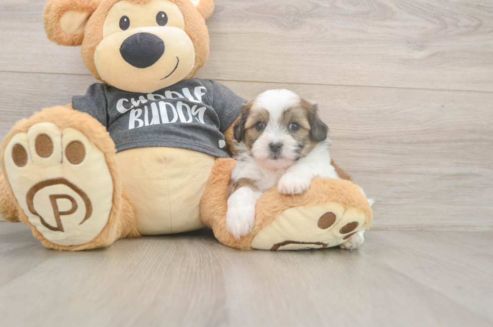 6 week old Teddy Bear Puppy For Sale - Pilesgrove Pups
