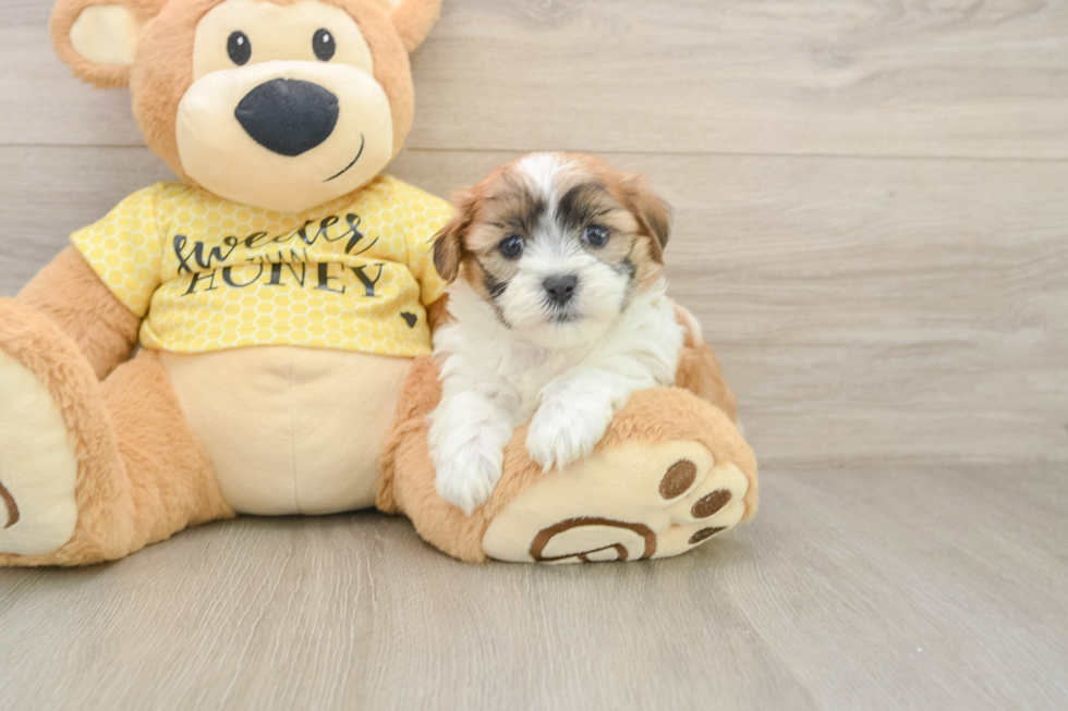 Happy Teddy Bear Baby