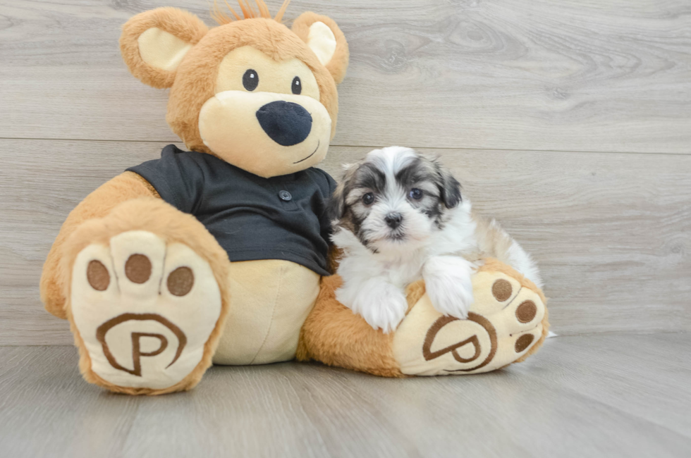 5 week old Teddy Bear Puppy For Sale - Pilesgrove Pups