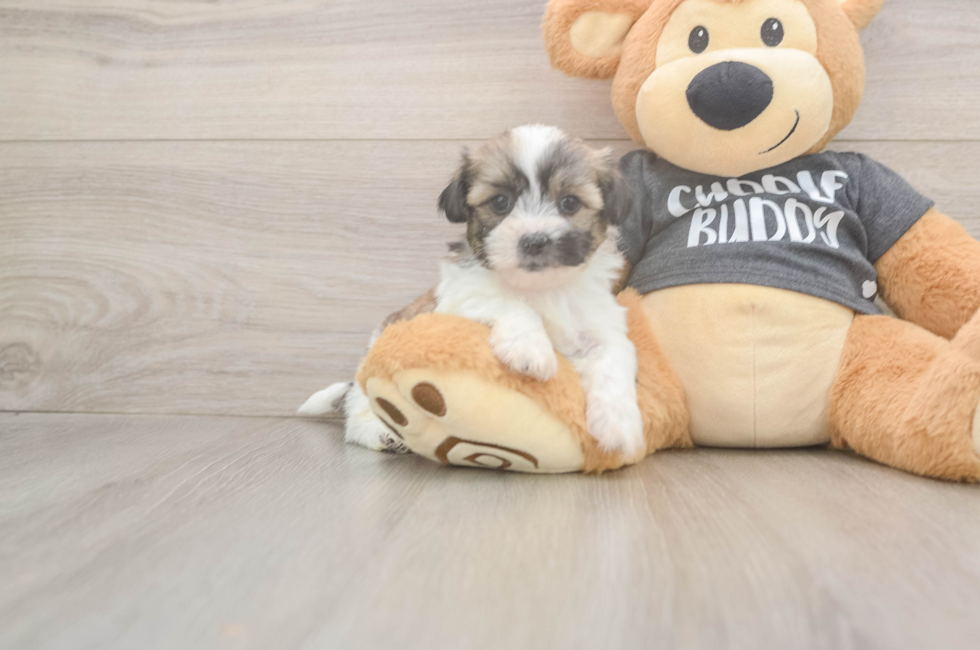6 week old Teddy Bear Puppy For Sale - Pilesgrove Pups