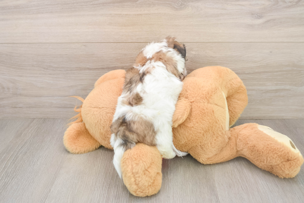 Happy Teddy Bear Baby