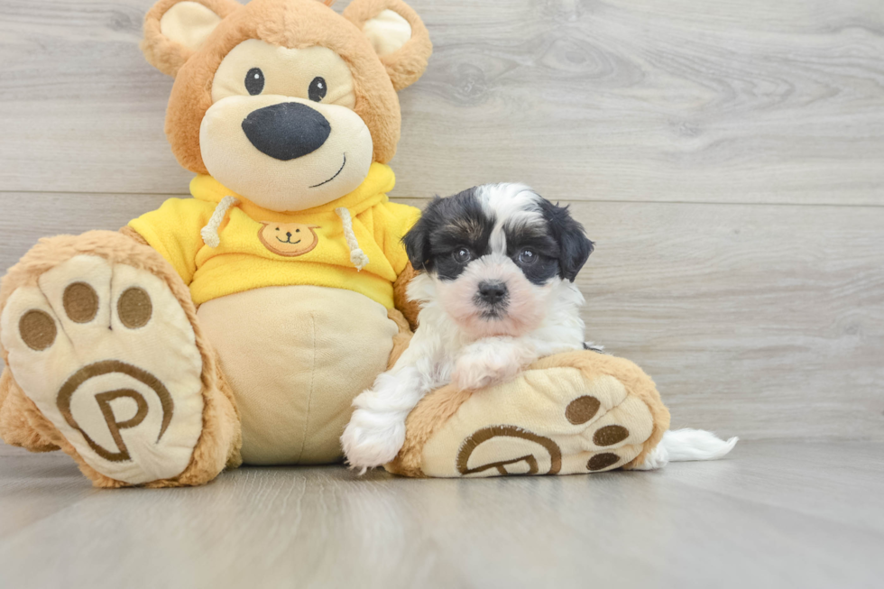 Teddy Bear Pup Being Cute