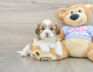 6 week old Teddy Bear Puppy For Sale - Pilesgrove Pups